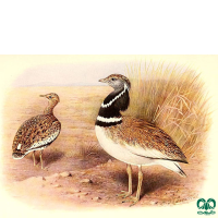 گونه زنگوله‌ بال Little Bustard